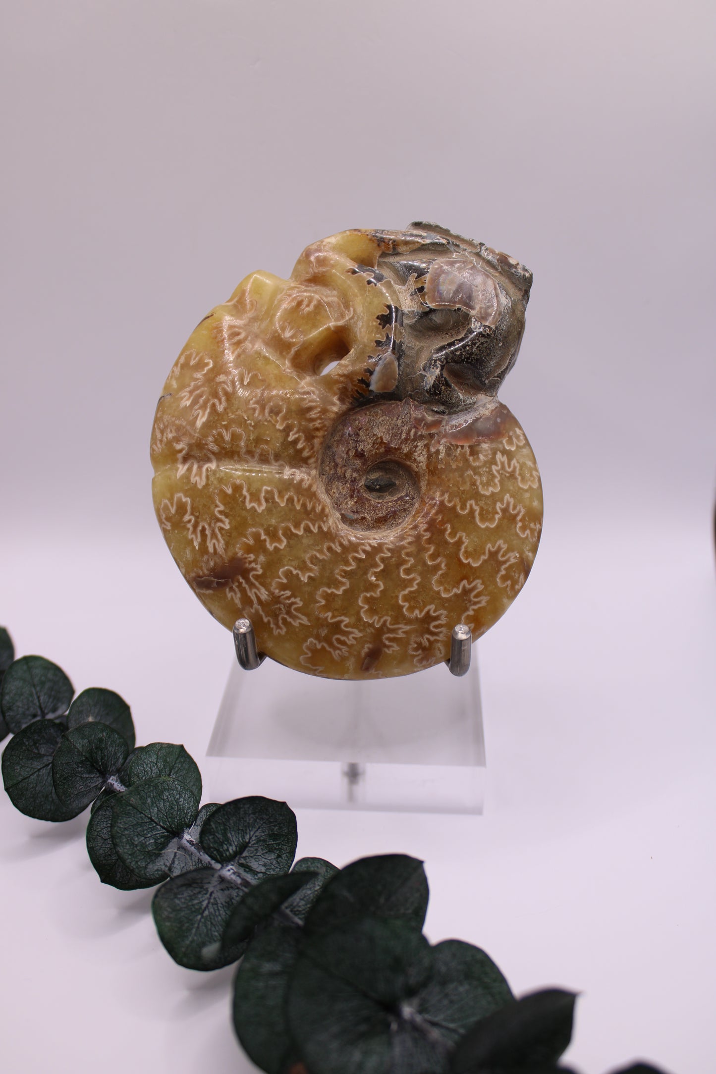 Ammonite 🐚 AM60