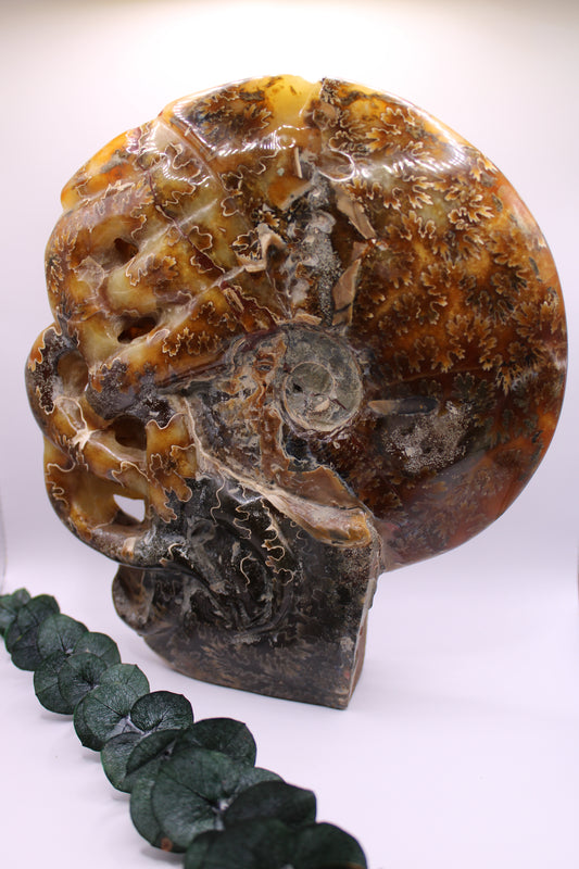 Ammonite 🐚 AM496