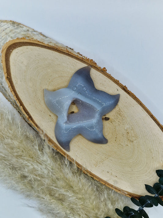 Achat Seesterne 🏝️