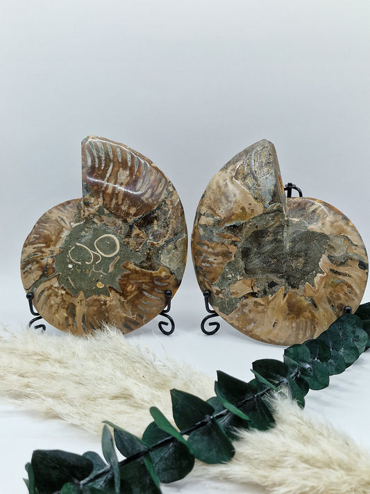 Ammoniten Paar 🐚 AP110
