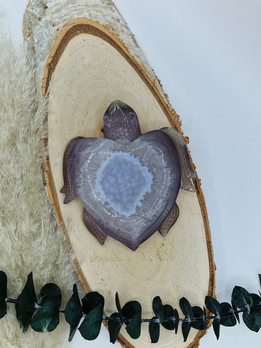 Achat Schildkröten 🐢