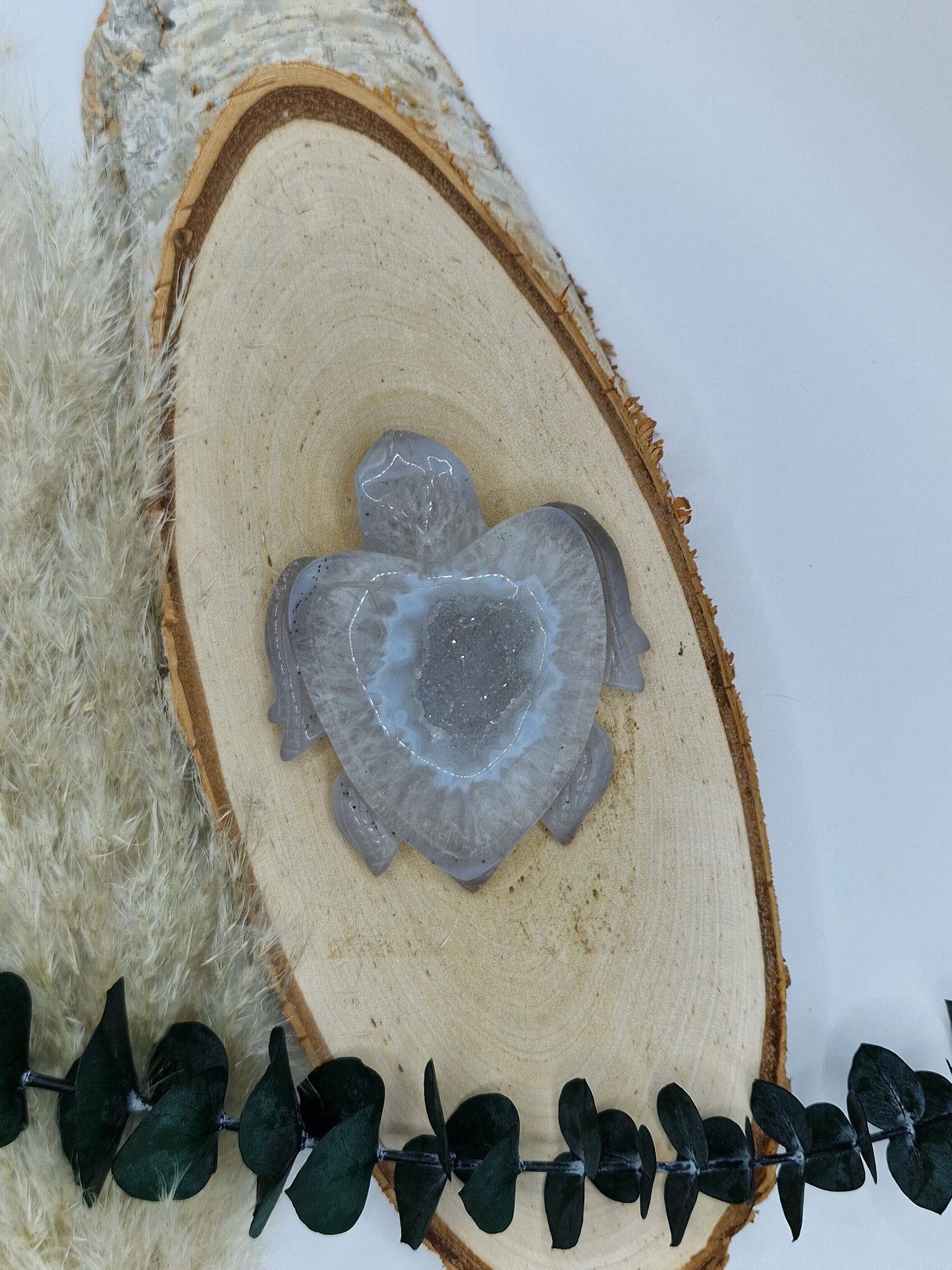 Achat Schildkröten 🐢