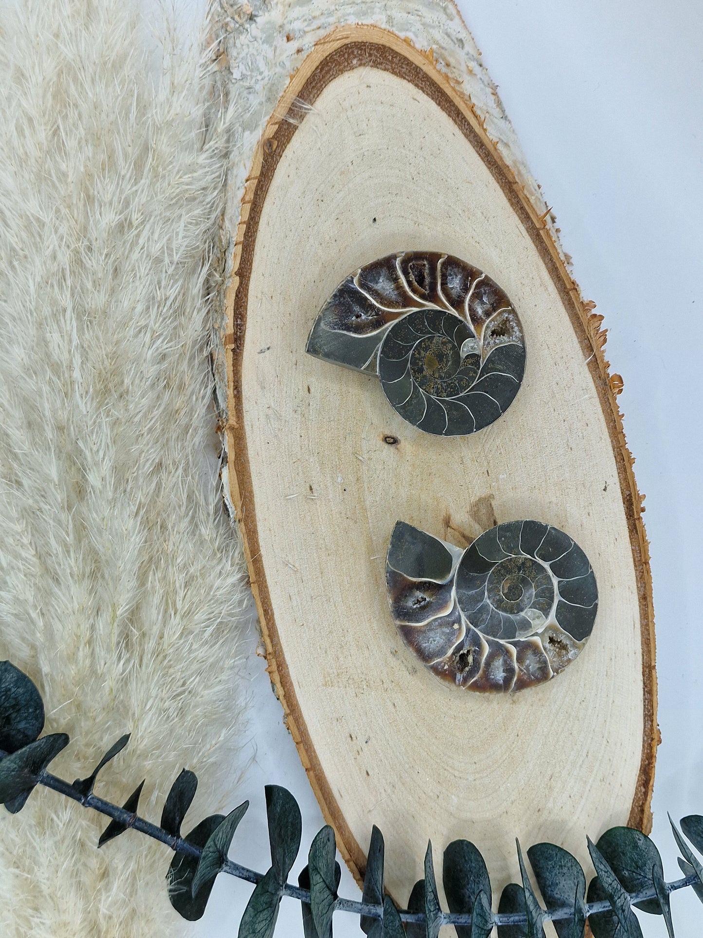 Ammonite 🌿 AD16