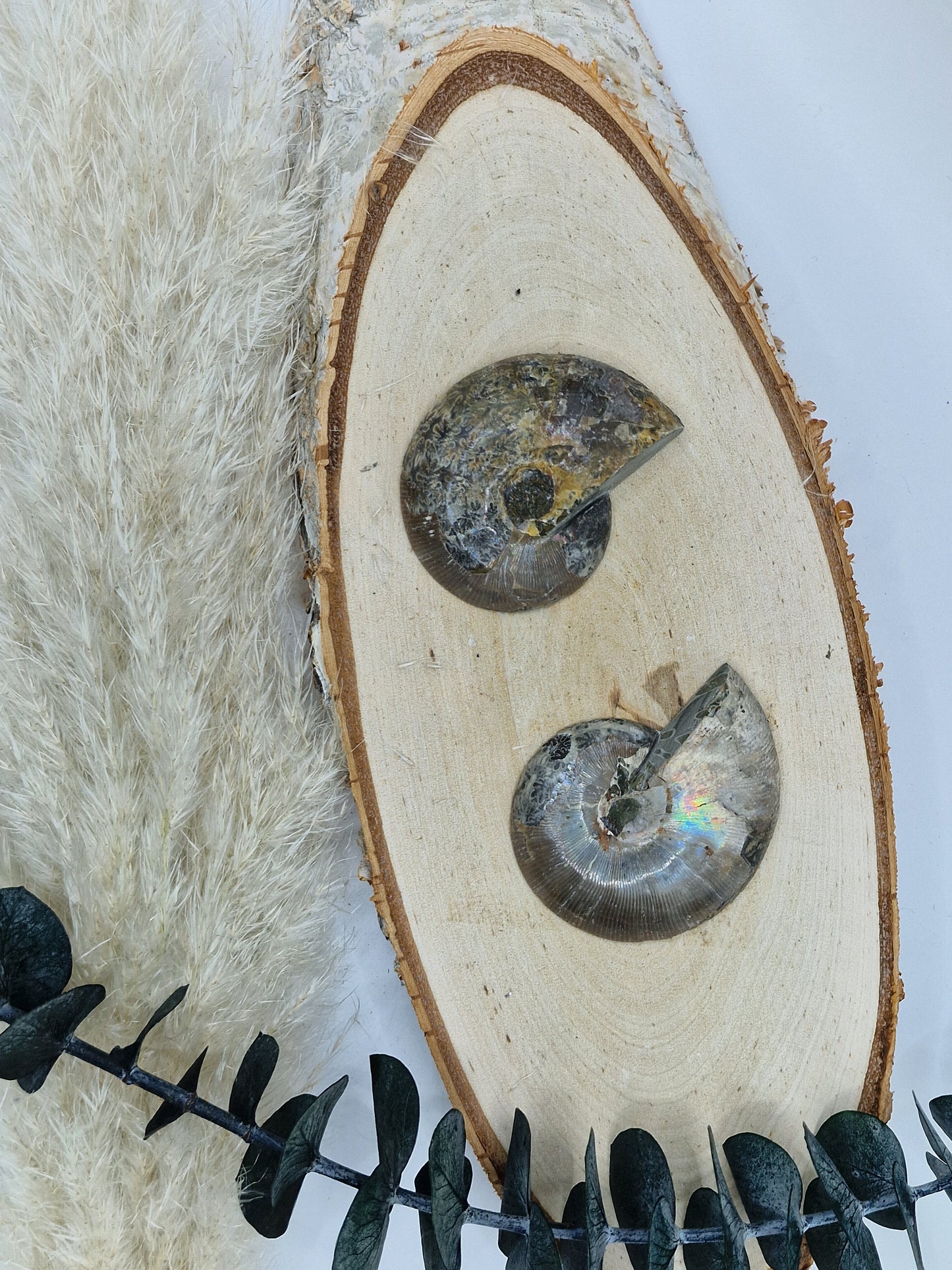 Ammonite 🌿 AD16