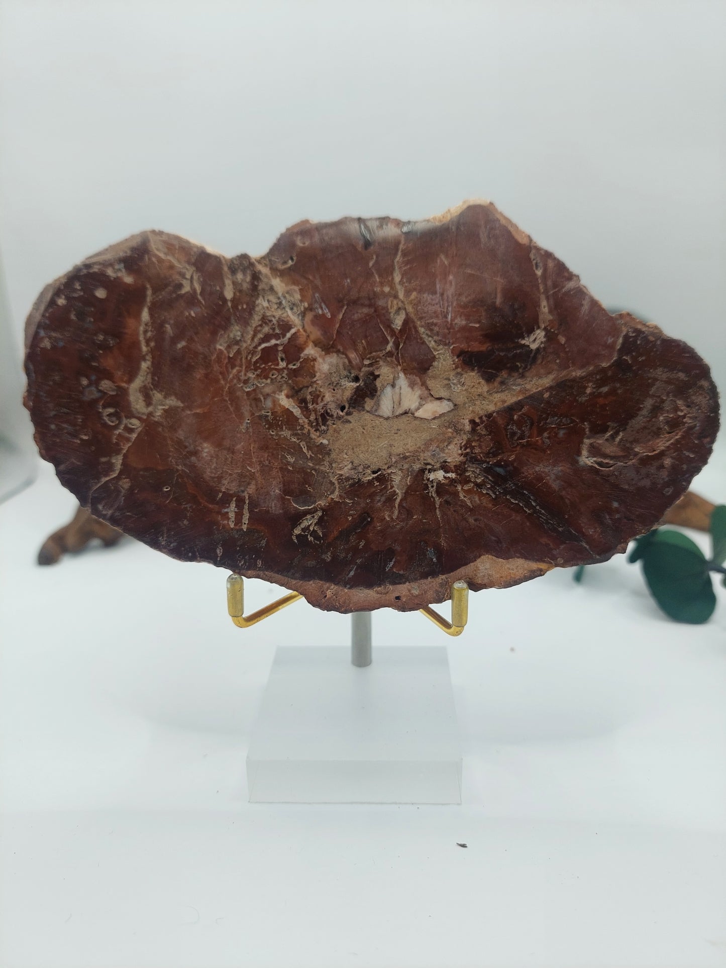 Versteinertes Holz VM31 🌳 🪵🪓