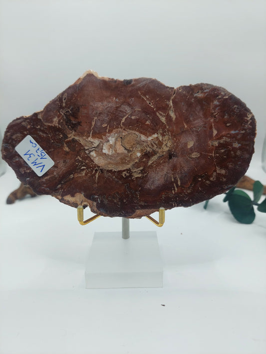 Versteinertes Holz VM31 🌳 🪵🪓