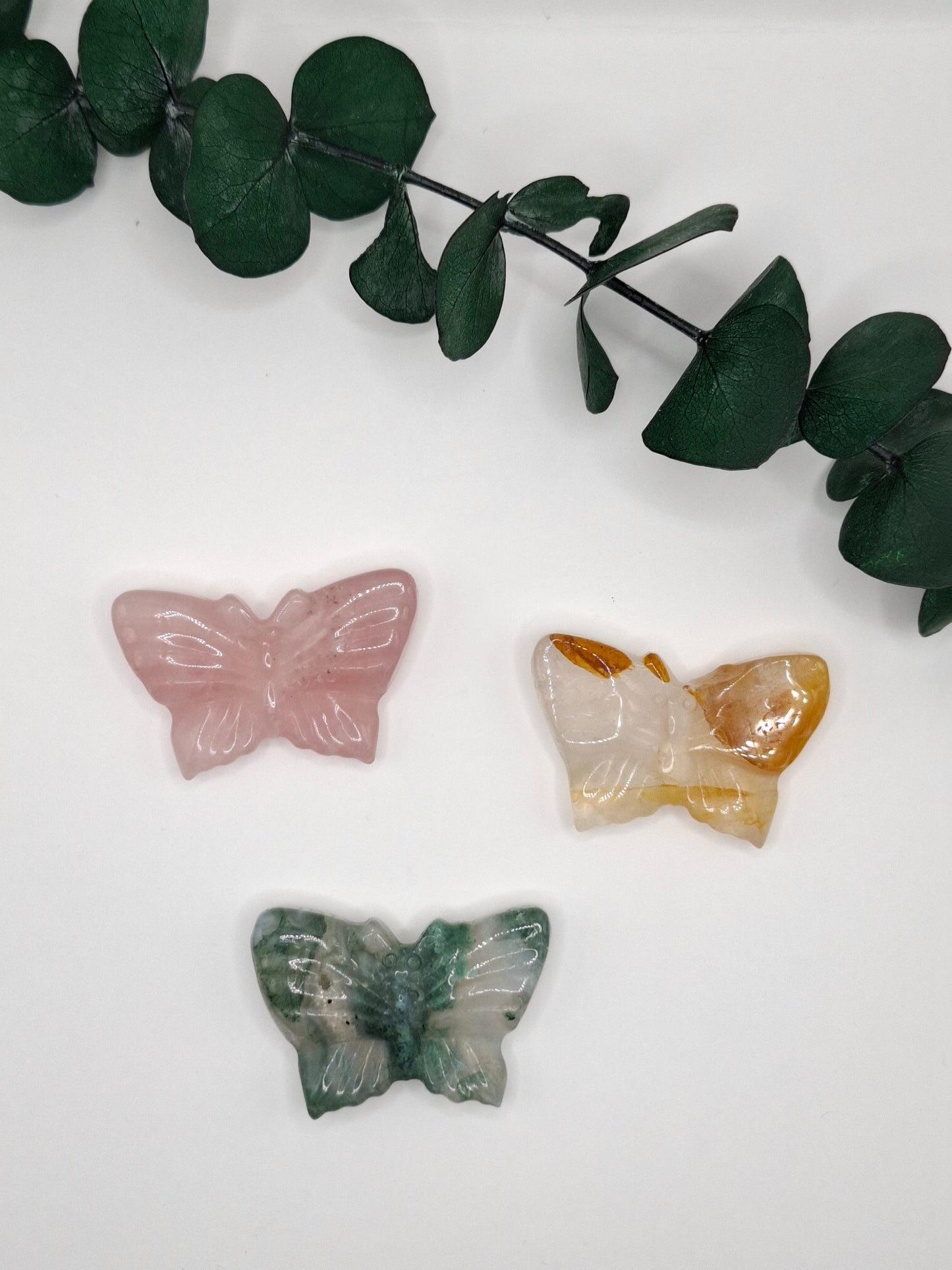 Schmetterlinge 🦋