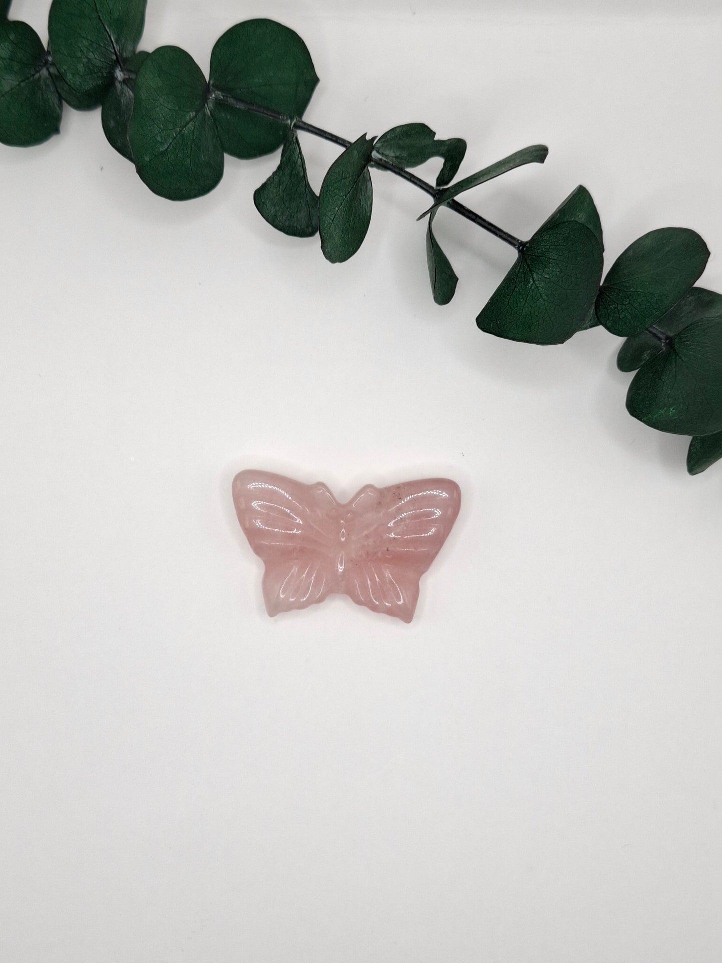 Schmetterlinge 🦋