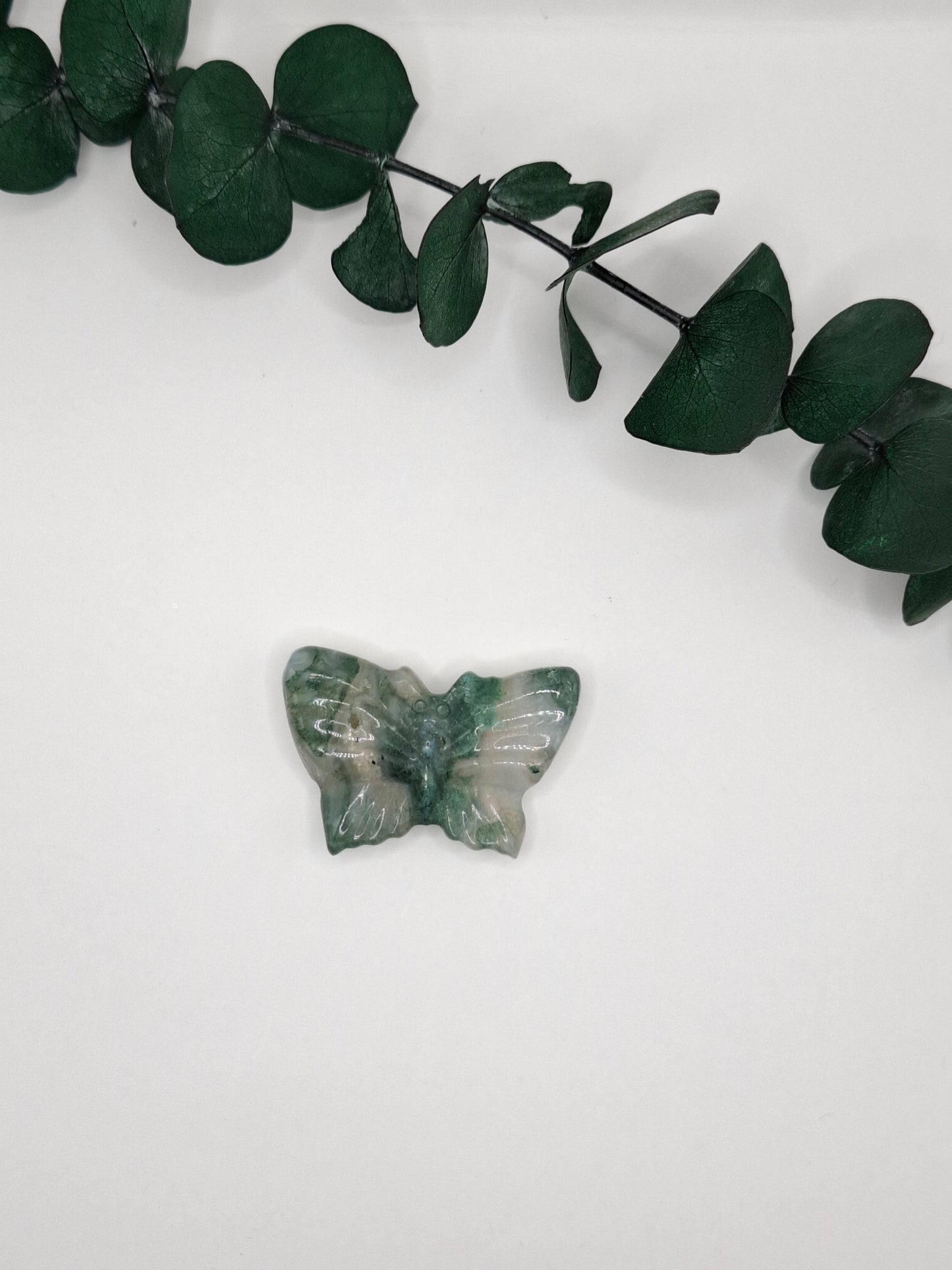 Schmetterlinge 🦋