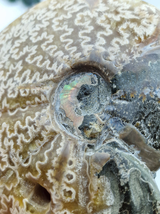 Ammonite MH110 B-Ware