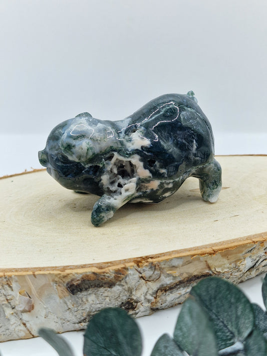 Moosachat Schwein 🐷 GR22