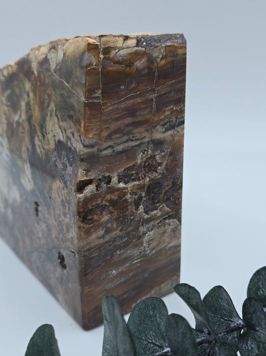 Versteinertes Holz 🌳 VN98