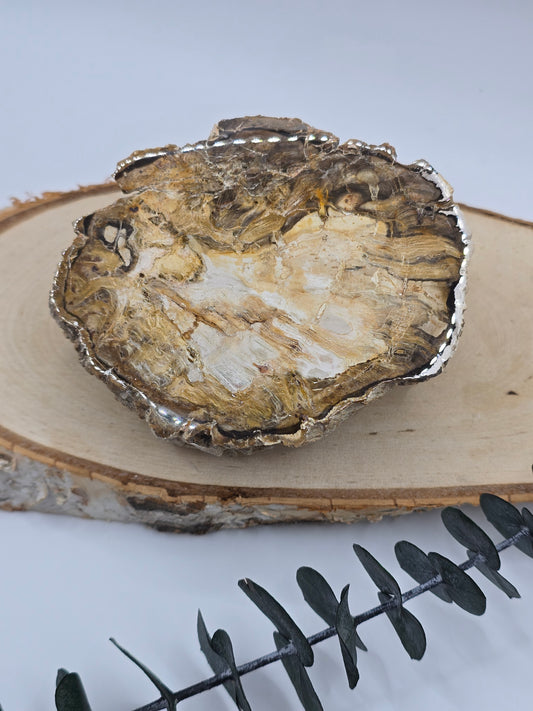 Versteinertes Holz 🌳 VZ41