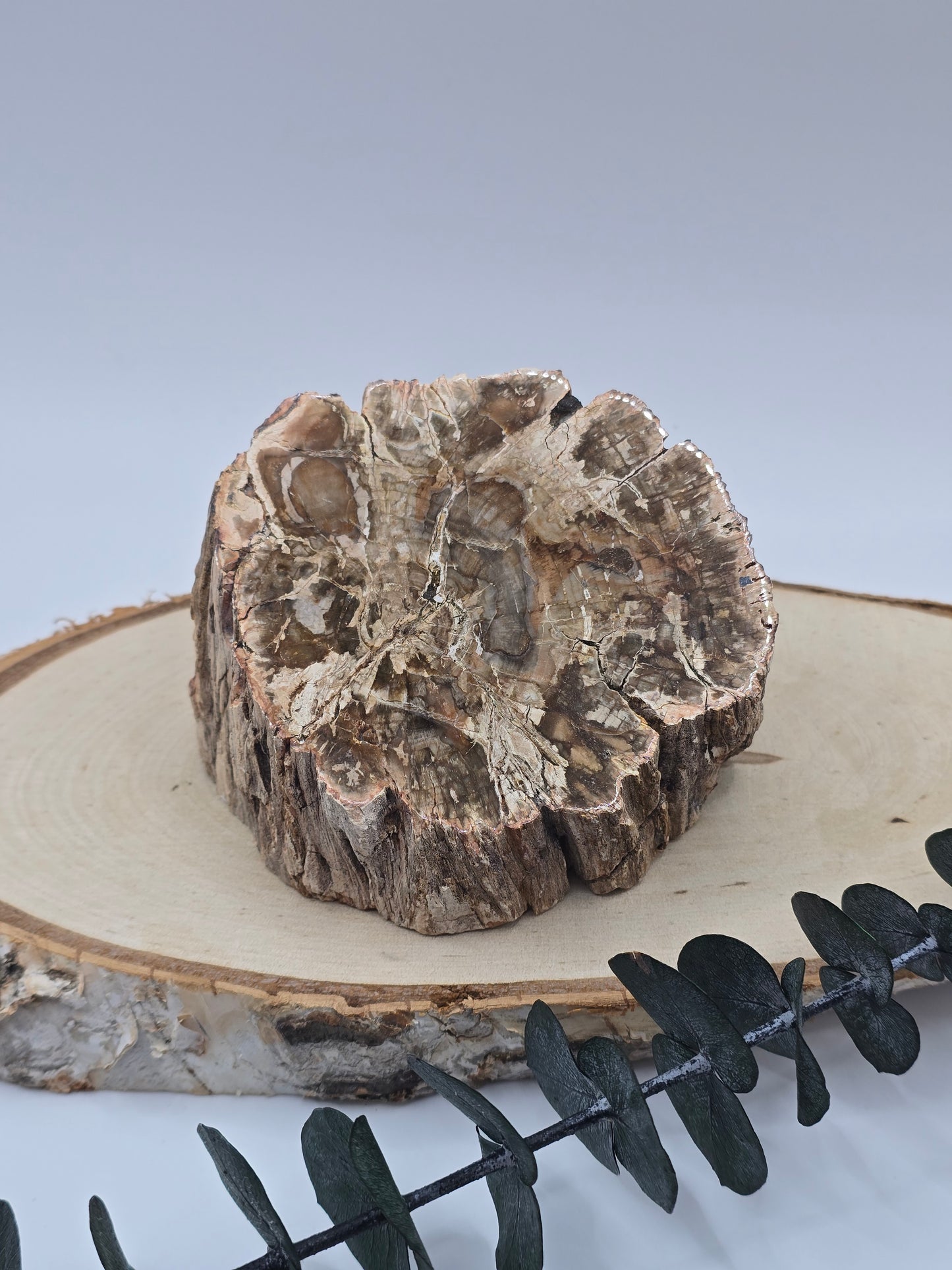 Versteinertes Holz 🌳 VG40