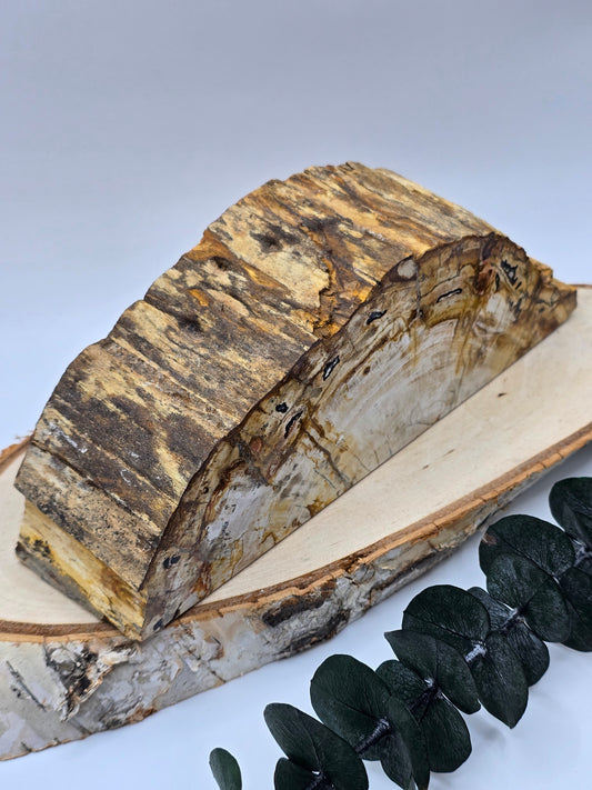 Versteinertes Holz 🌳 VM80