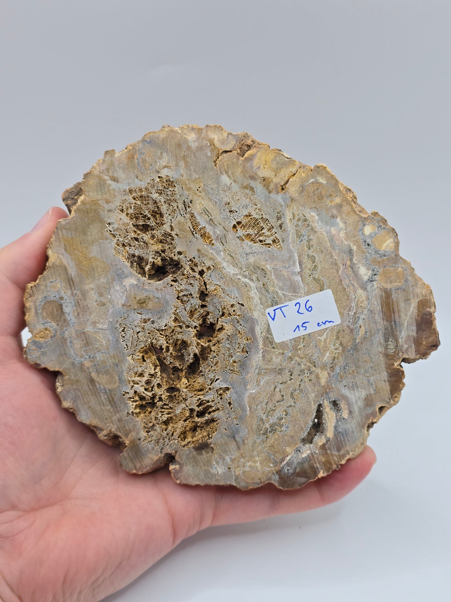 Versteinertes Holz 🌳 VT26