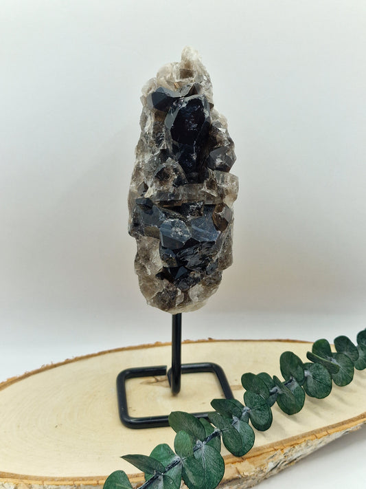 Rauchquarz Cluster auf Stand 🤎