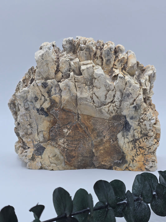 Versteinertes Holz 🌳 VK159