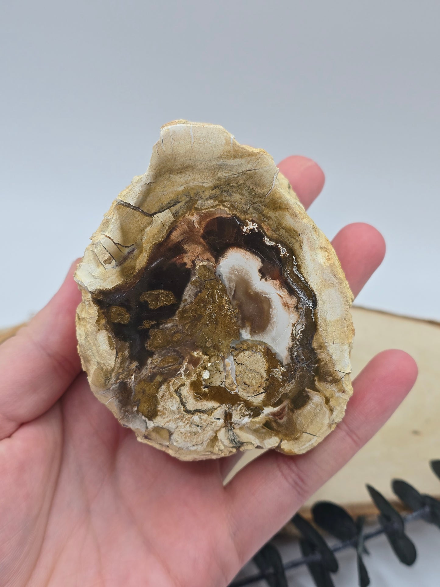 Versteinertes Holz 🌳 VI27