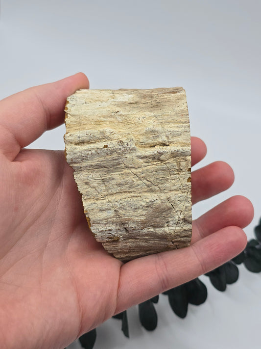 Versteinertes Holz 🌳 VF20