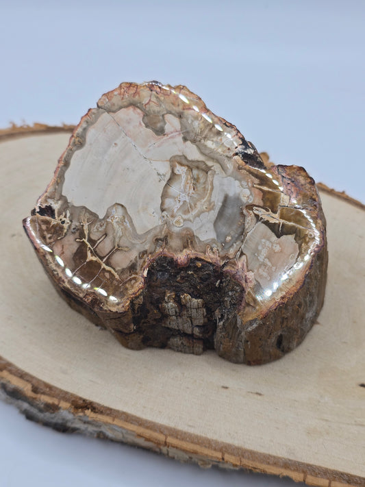 Versteinertes Holz 🌳 VE24