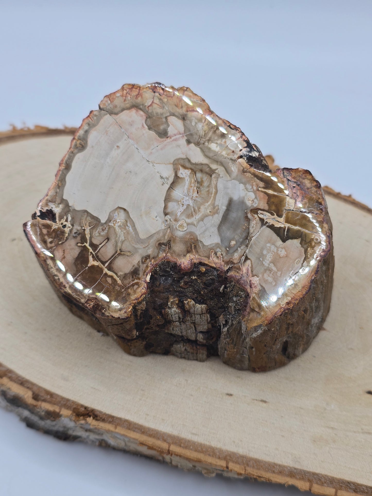 Versteinertes Holz 🌳 VE24