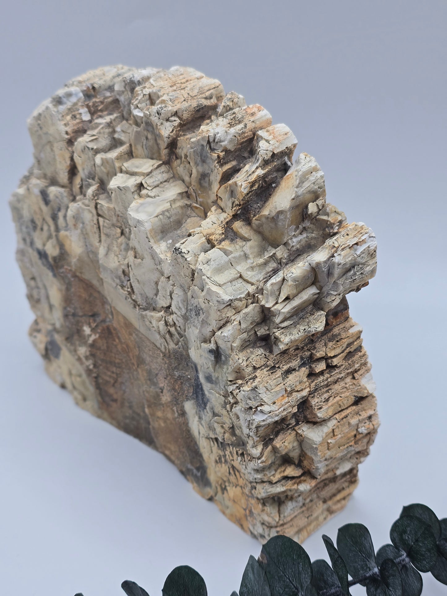 Versteinertes Holz 🌳 VK159