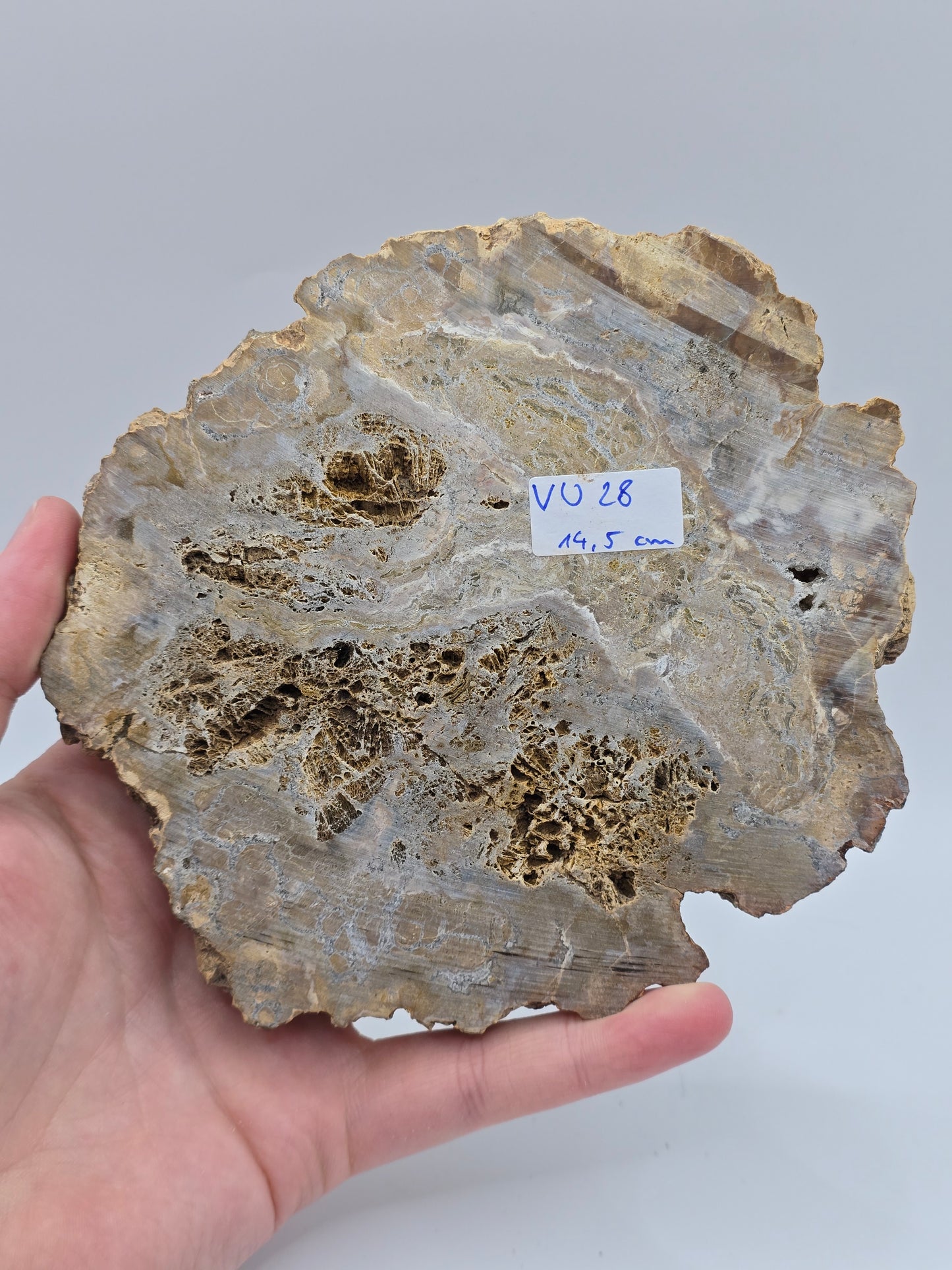 Versteinertes Holz 🌳 VU28