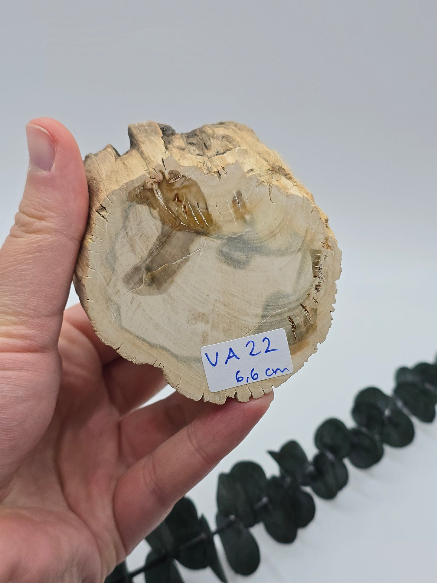 Versteinertes Holz 🌳 VA22