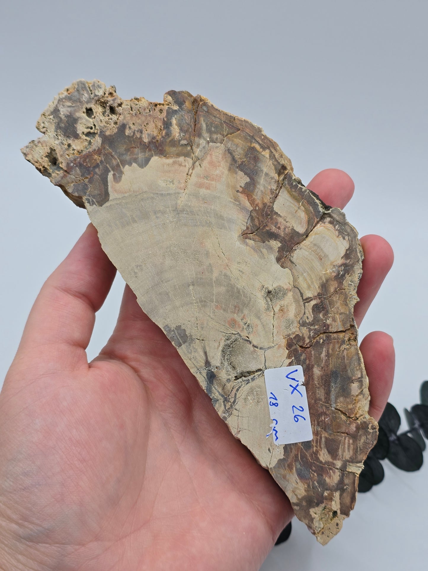 Versteinertes Holz 🌳 VX26