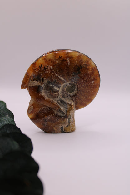 Ammonite Nr. 11