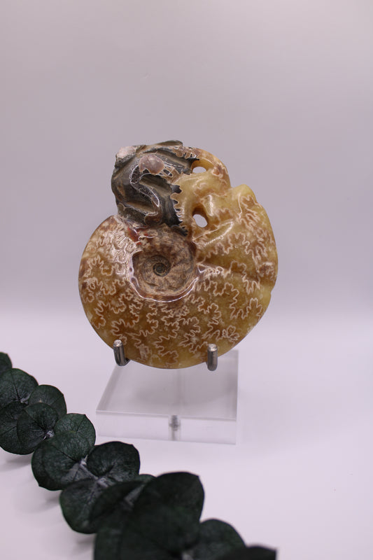 Ammonite Nr. 13