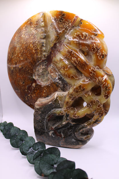 Ammonite Nr. 14