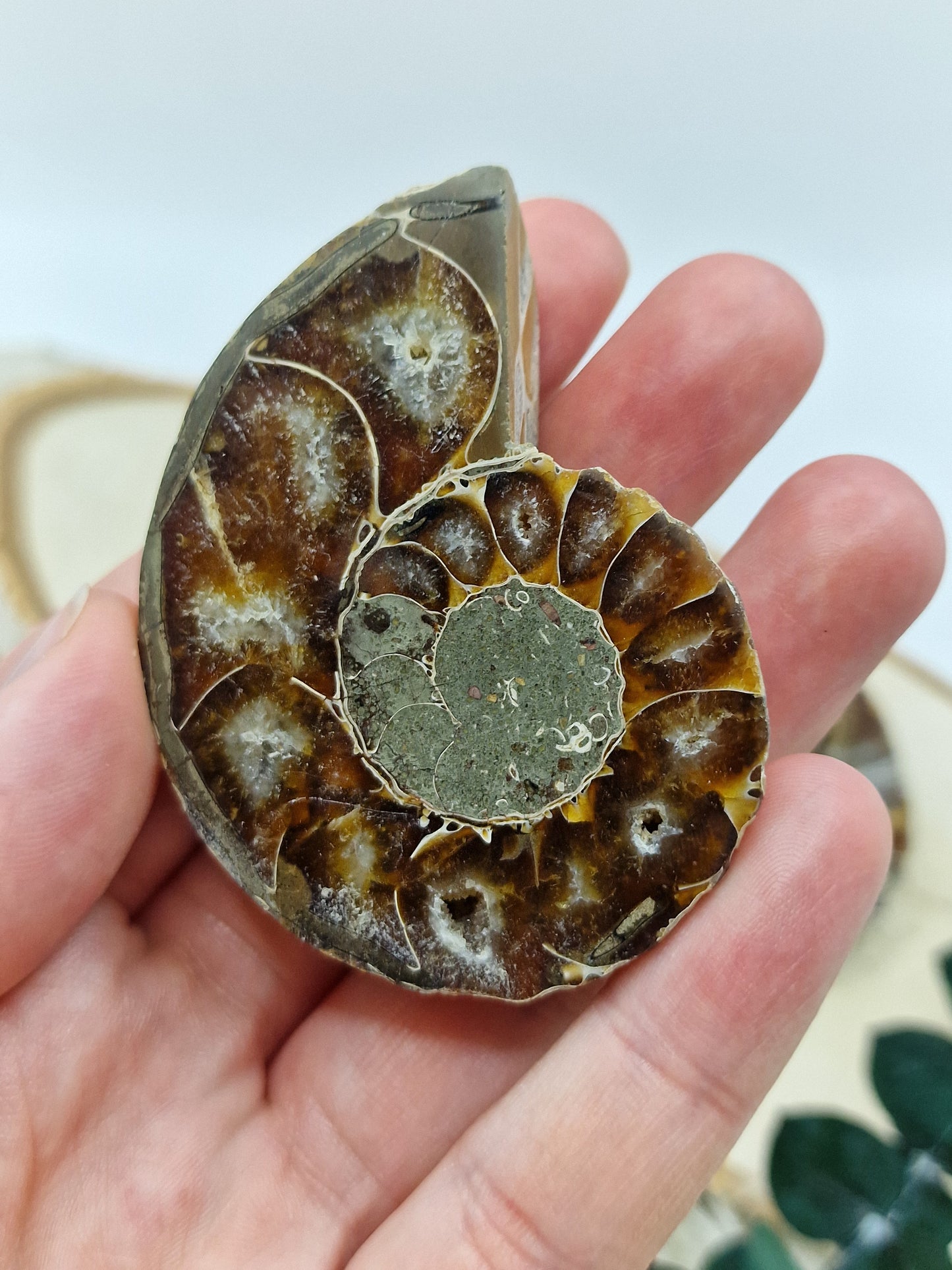 Ammonite ♥️ Z17