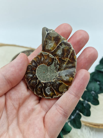 Ammonite ♥️ Z17