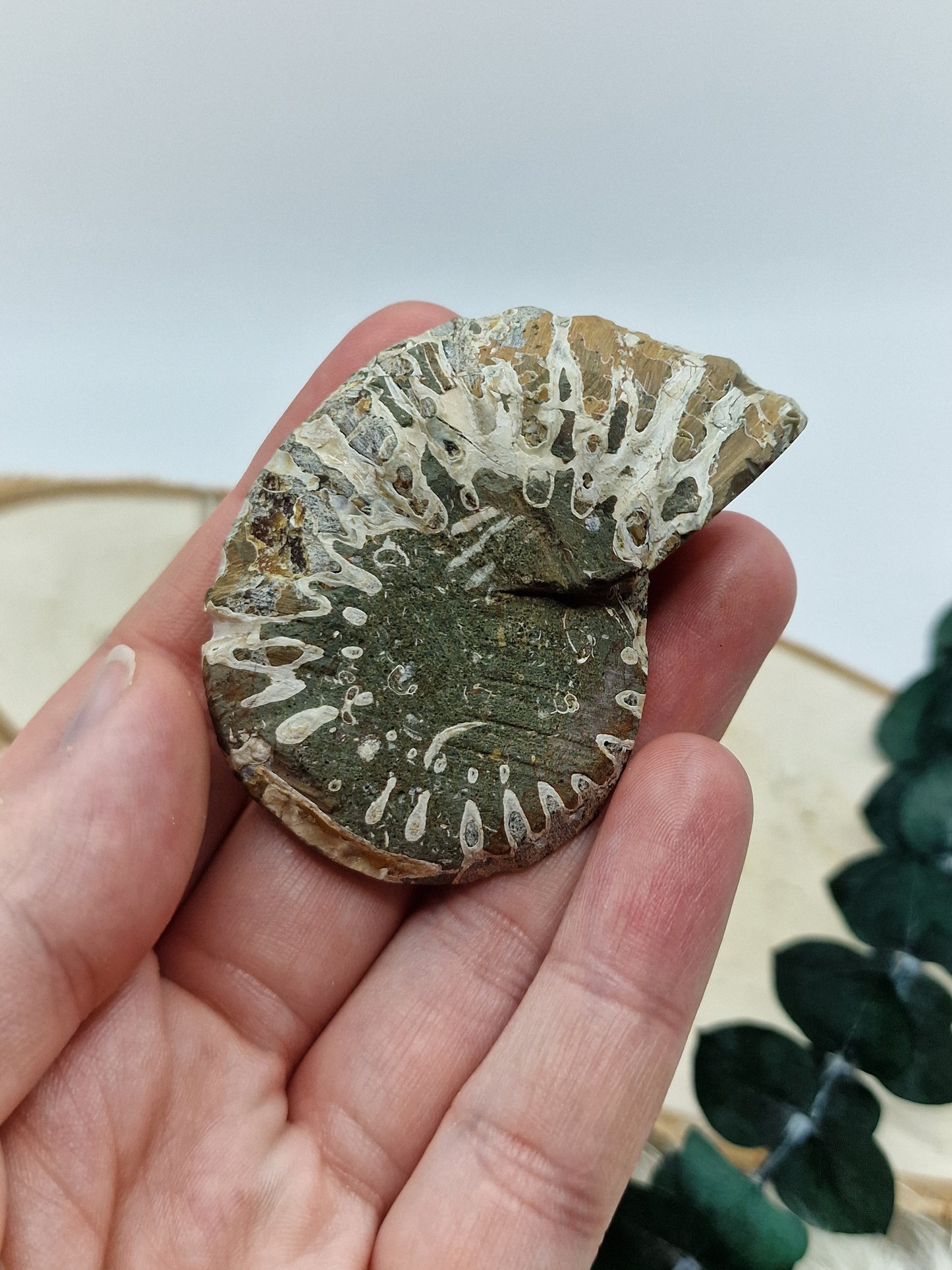 Ammonite ♥️ Z17