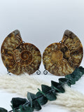 Ammoniten Paar 🐚 AP110