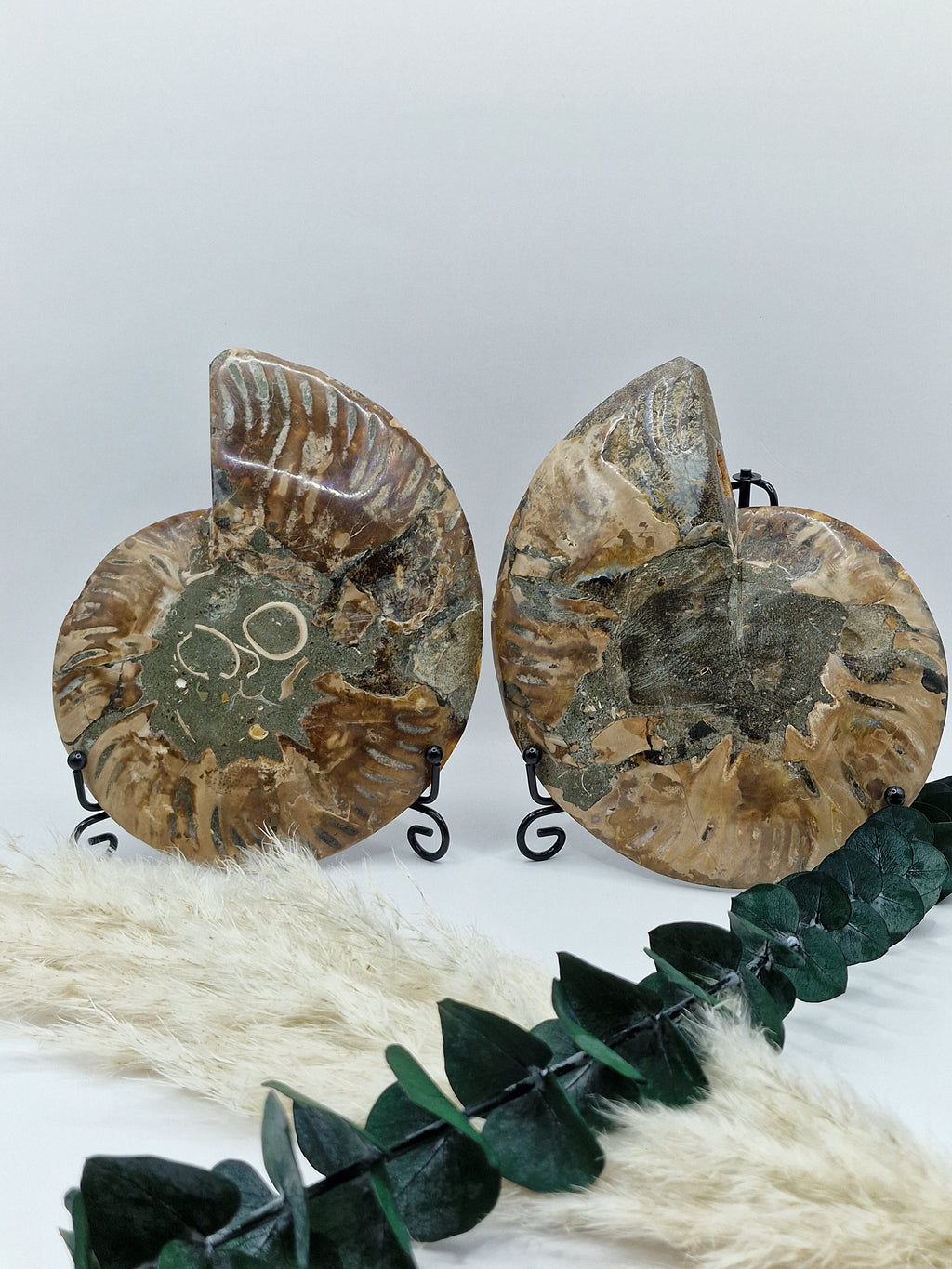 Ammoniten Paar 🐚 AP110