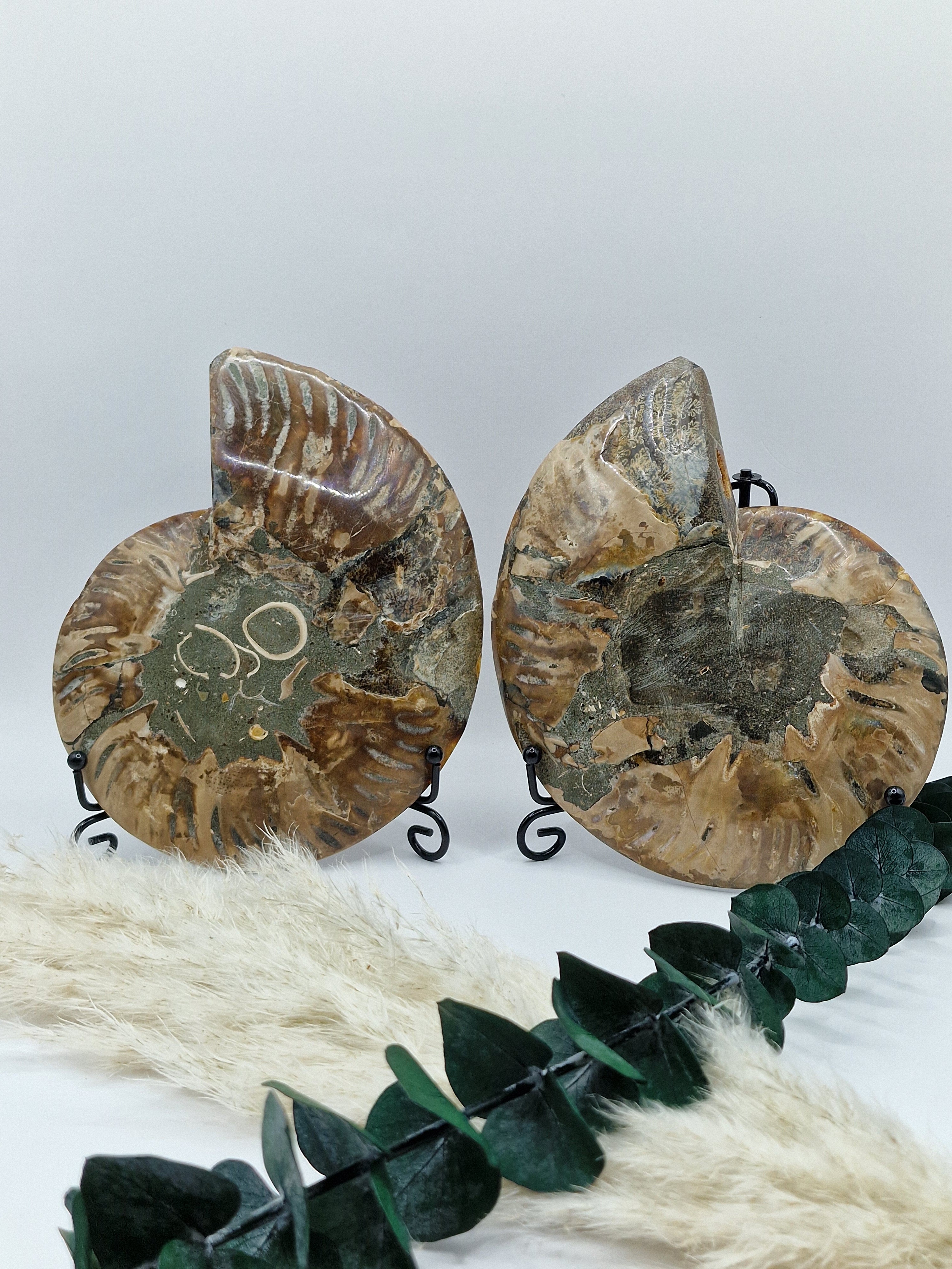 Ammoniten Paar 🐚 AP110