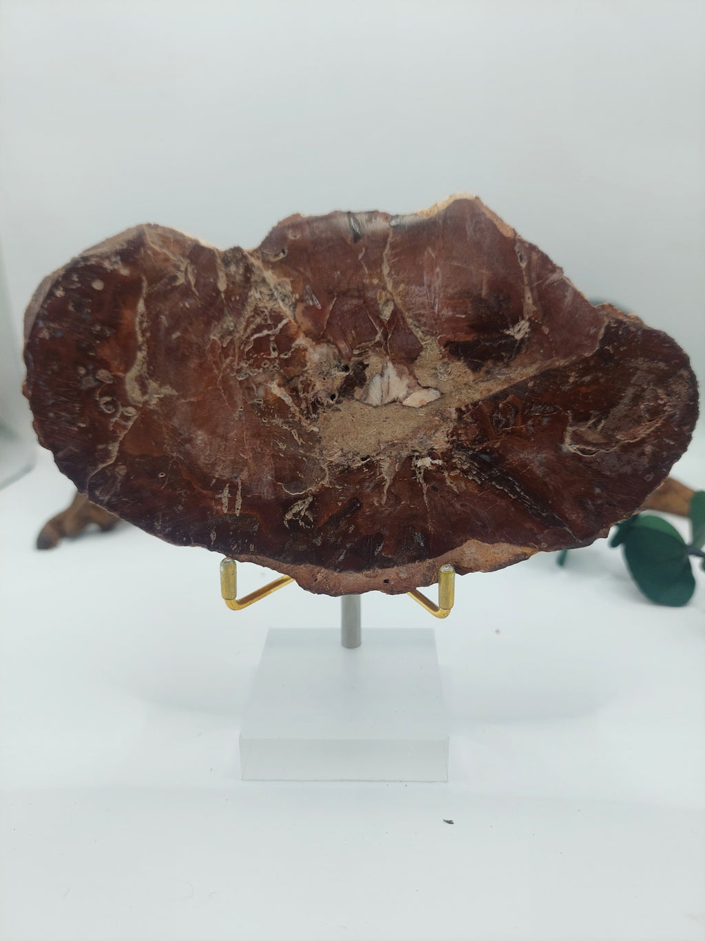 Versteinertes Holz VM31 🌳 🪵🪓