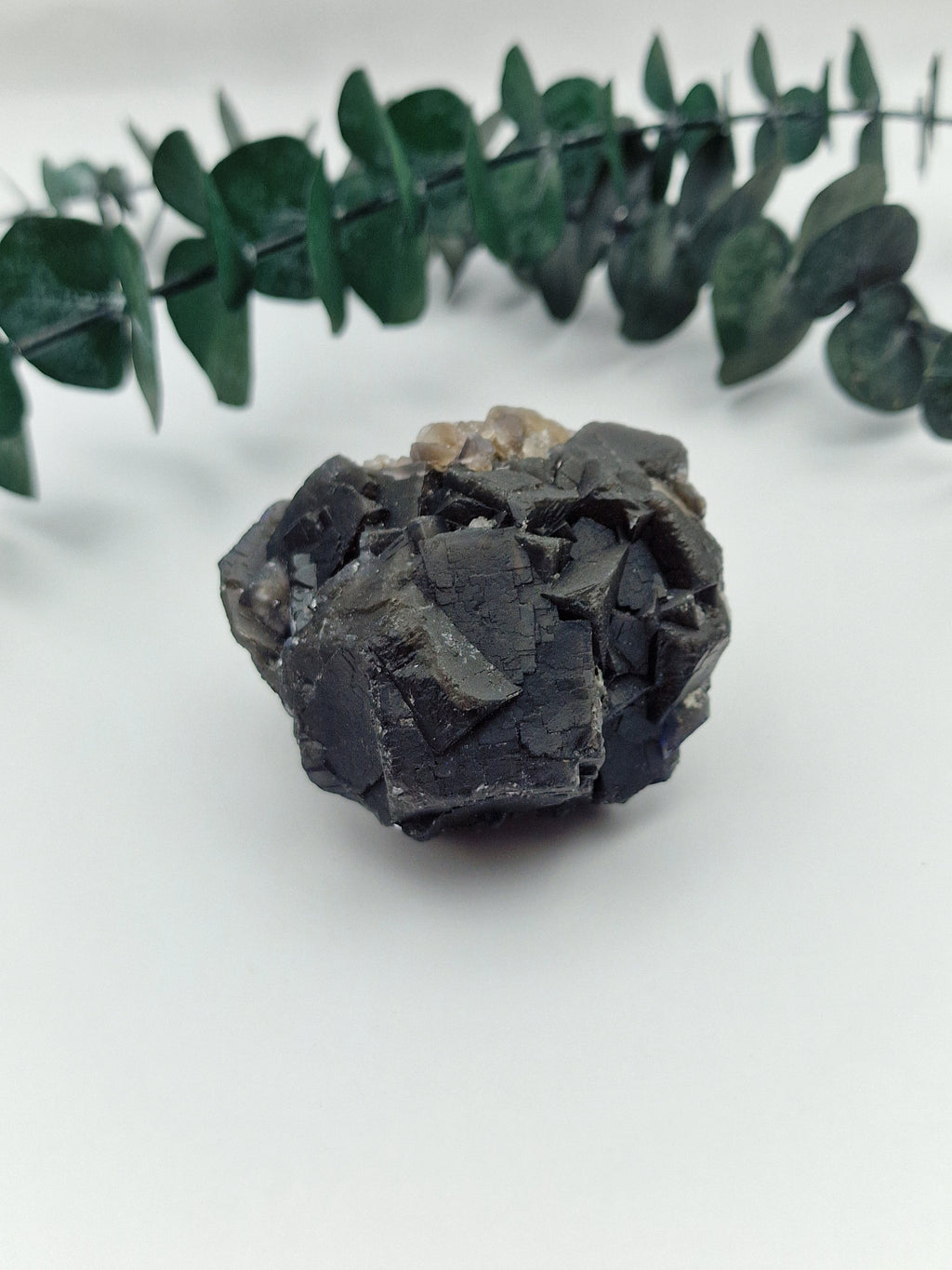 Black Rose Fluorit 🌹 BA54