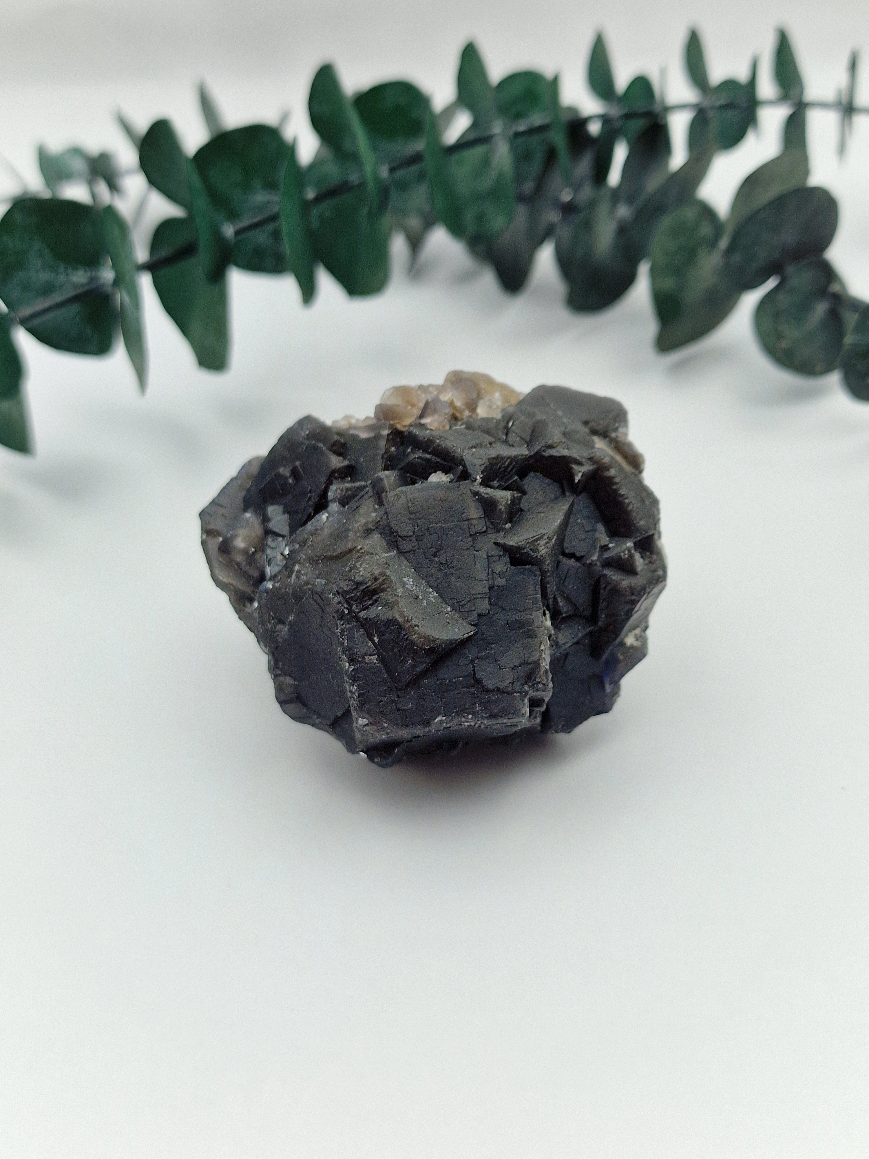 Black Rose Fluorit 🌹 BA54