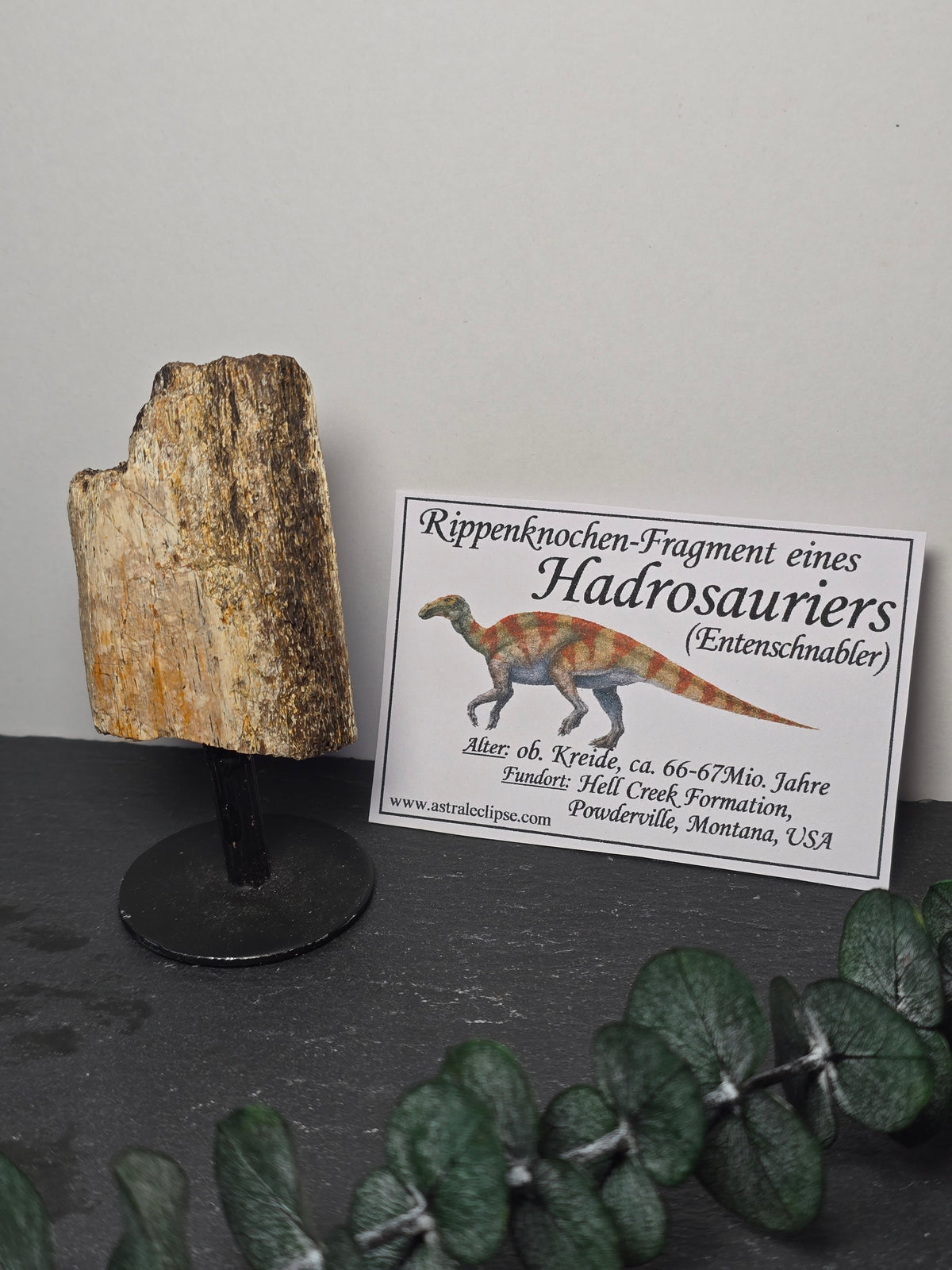 Rippenknochen-Fragment eines Hadrosauriers (Entenschabler) 🦕 EF89