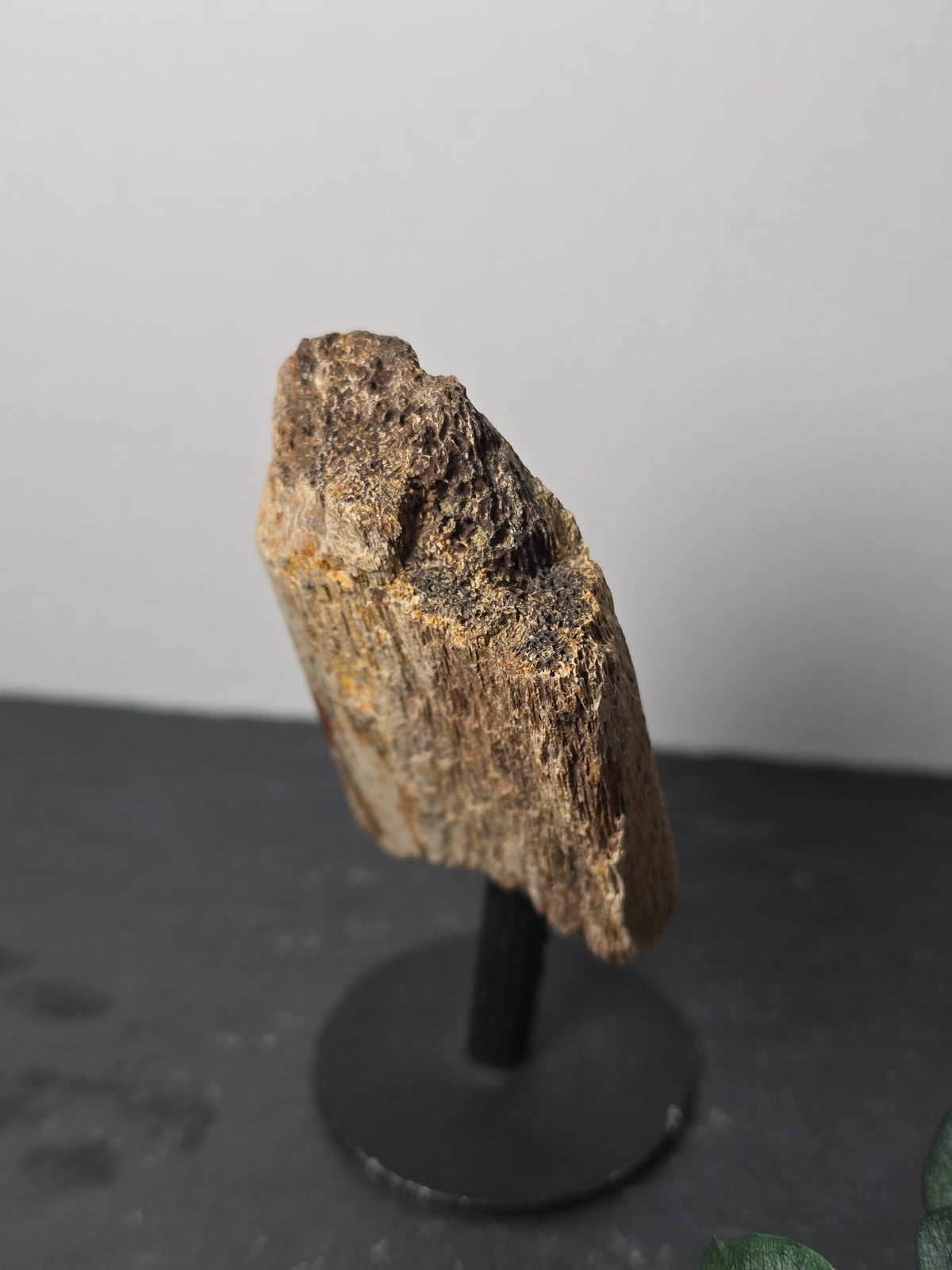Rippenknochen-Fragment eines Hadrosauriers (Entenschabler) 🦕 EF89