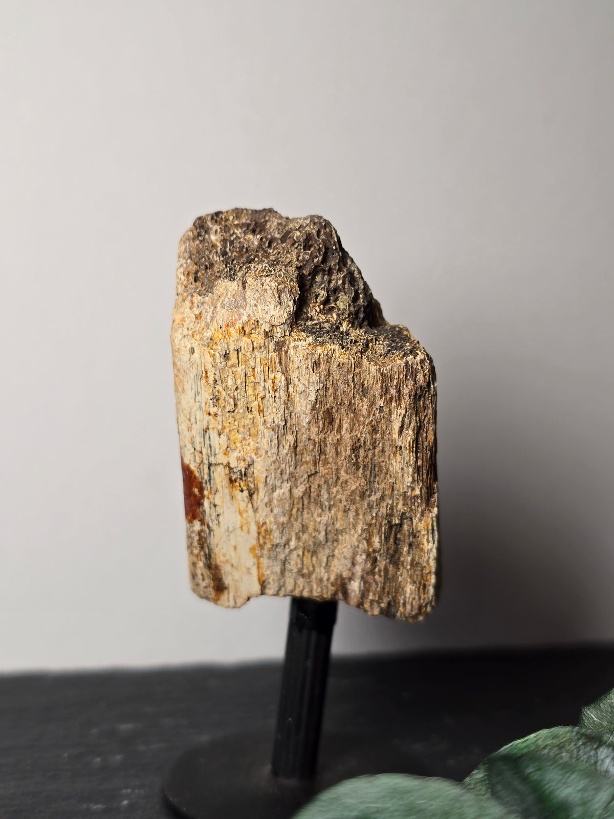Rippenknochen-Fragment eines Hadrosauriers (Entenschabler) 🦕 EF89