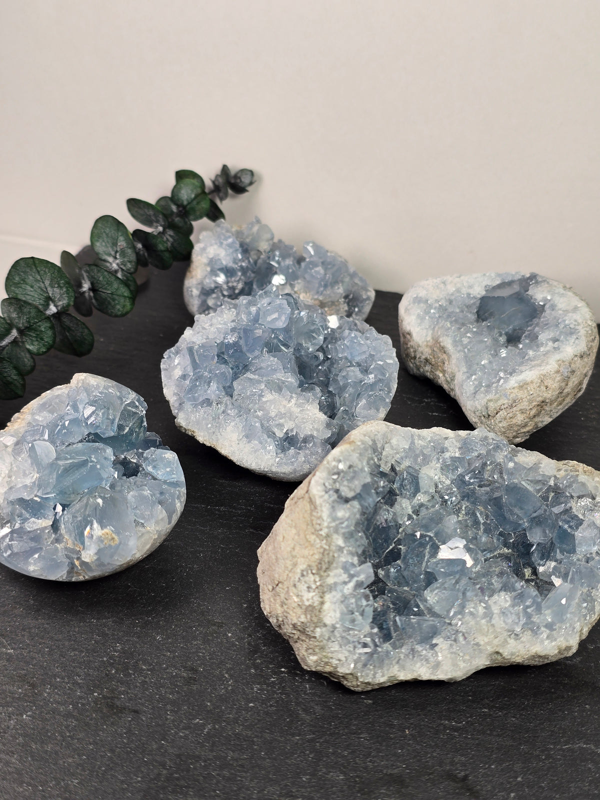 Coelestin/Celestine Cluster 🐬