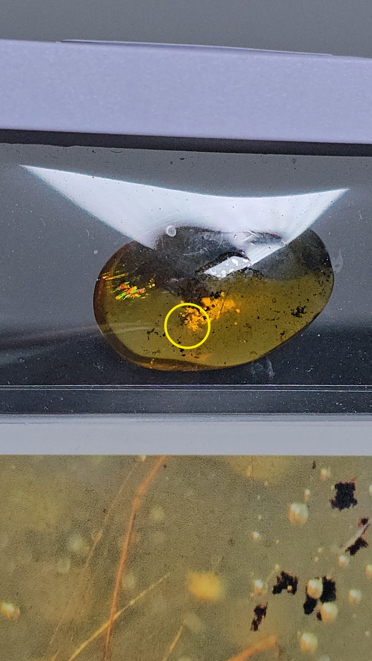 Echtes Fossiles Insekt in Bernstein 🦟 EI54