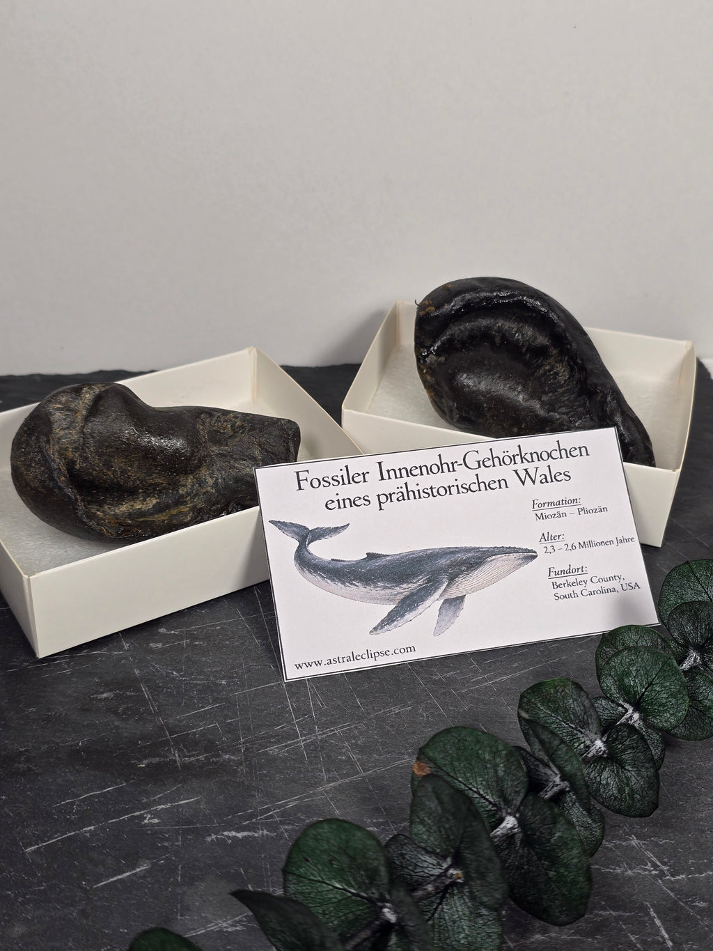 Fossiler Innenohr-Gehörknochen eines prähistorischen Wales 🐳