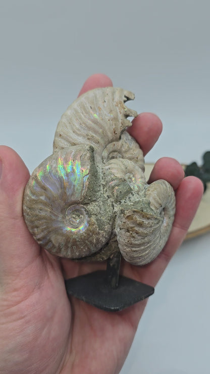 Ammoniten auf Stand 🐚 AS65