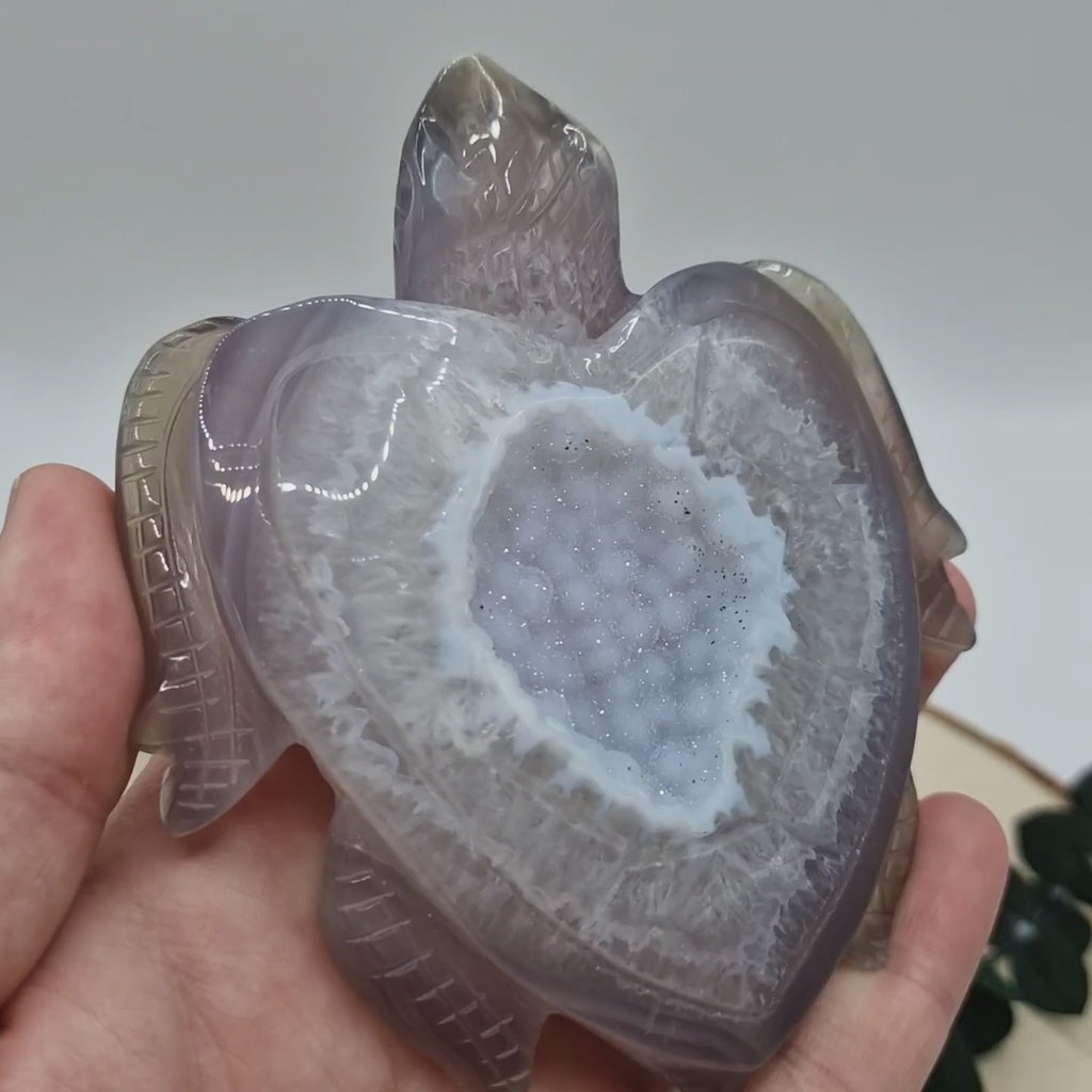 Achat Schildkröten 🐢
